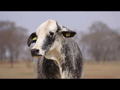 LOTE 45   NEVRITE FIV CAL   0411BE