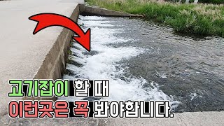 냇가에가면 꼭 보이는 이장소!! 고기잡이 할 때 이런곳을 놓치면 후회합니다. [TV생물도감]