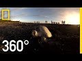 Sea Turtles Nesting in Costa Rica - 360 | National Geographic