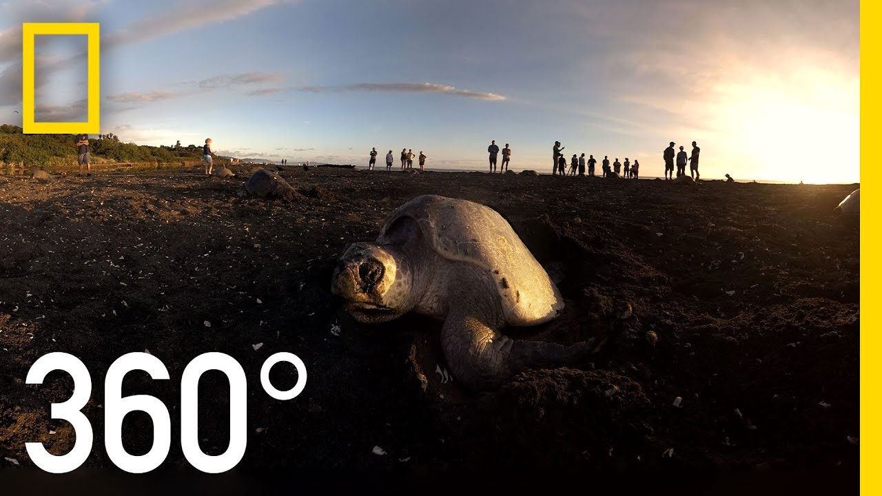 Sea Turtles Nesting in Costa Rica - 360 | National Geographic Sea Turtles Nesting in Costa Rica - 360 | National Geographic