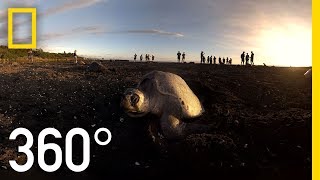 Sea Turtles Nesting in Costa Rica - 360 | National Geographic