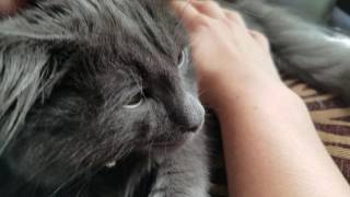Saying goodbye to our purring kitten dying of FIP Saying goodbye to our purring kitten dying of FIP