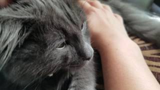 Saying goodbye to our purring kitten dying of FIP