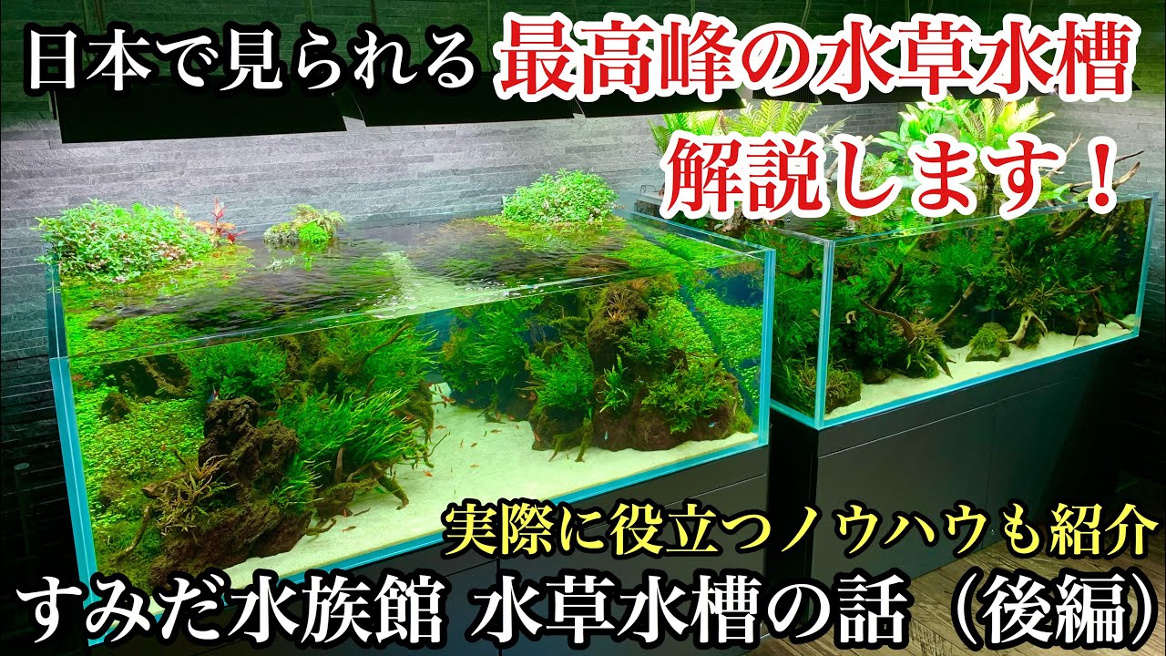 日本で見られる最高峰の水草水槽 すみだ水族館のネイチャーアクアリウム水槽を解説します 後編 初心者のための水槽立ち上げ オーバーフロー アクアテラリウム水槽 構図 タイガーロータス 睡蓮スイレン Youtube