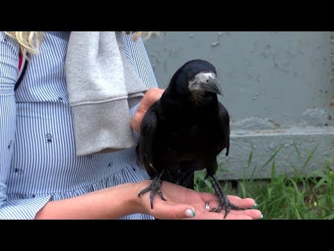 Video: Tai Naujoji Alejandro Fernández Mergina