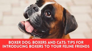 Boxer dog: Boxers and Cats: Tips for Introducing Boxers to Your Feline Friends