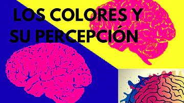 ¿Qué color percibe mejor su cerebro?