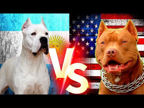 Pitbull Vs Dogo Argentino - Dogo Argentino Vs Pitbull Gerçek Dövüş #pitbull #dogoargentino #köpek