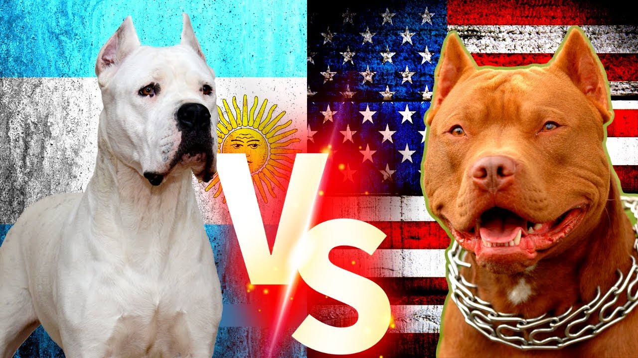 Pitbull Vs Dogo Argentino Dogo Argentino Vs Pitbull Gercek Dovus Pitbull Dogoargentino Kopek Youtube