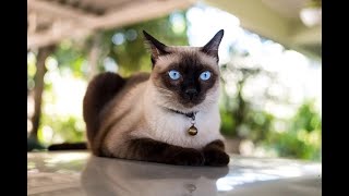 Top 10 cat breeds ( Siamese cats )