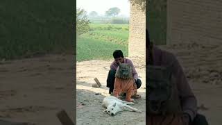 dog funny youtube youtubeshort ytshort