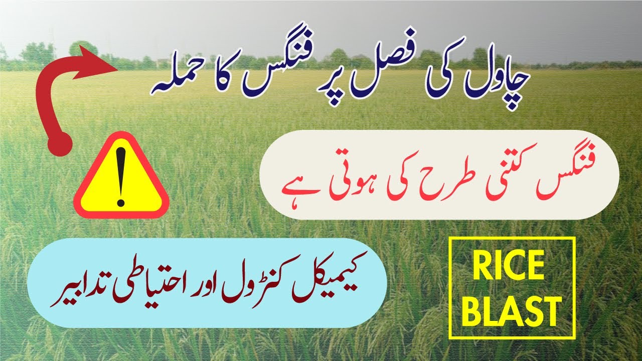Rice Blast Disease | Rice Disease | Attack on Rice Crop #rice # ...