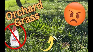 How to remove Orchard Grass from your Tall Fescue Lawn | DIY Lawn Coach