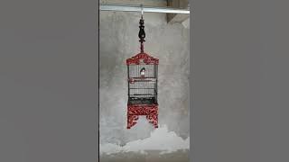 Breen ciblek singging