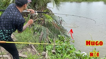 Câu Cá Tra Sông | Đi 2 Ngày Liền Ai Cũng Lên Hugo Hết | Fishing Miền Tây