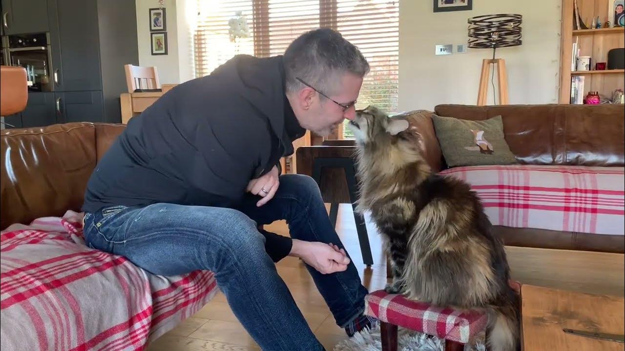 teaching-our-maine-coon-tricks-spoiler-alert-1-21-minutes-youtube