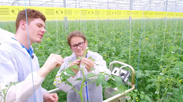 A Bug's Life - Using Beneficial Bugs To Help Grow Our Vegetables