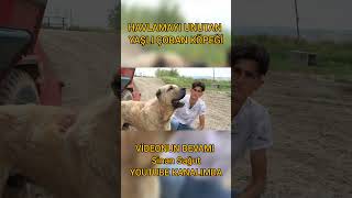 HAVLAMAYI UNUTAN YAŞLI ÇOBAN KÖPEĞİ ! #shorts #dog #animals #kangal