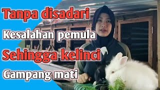 MISTAKES IN RABBIT MAINTENANCE | Beginners must know