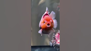 Nuôi nhiều cá Vàng nước vẫn trong nhờ 2 điều này