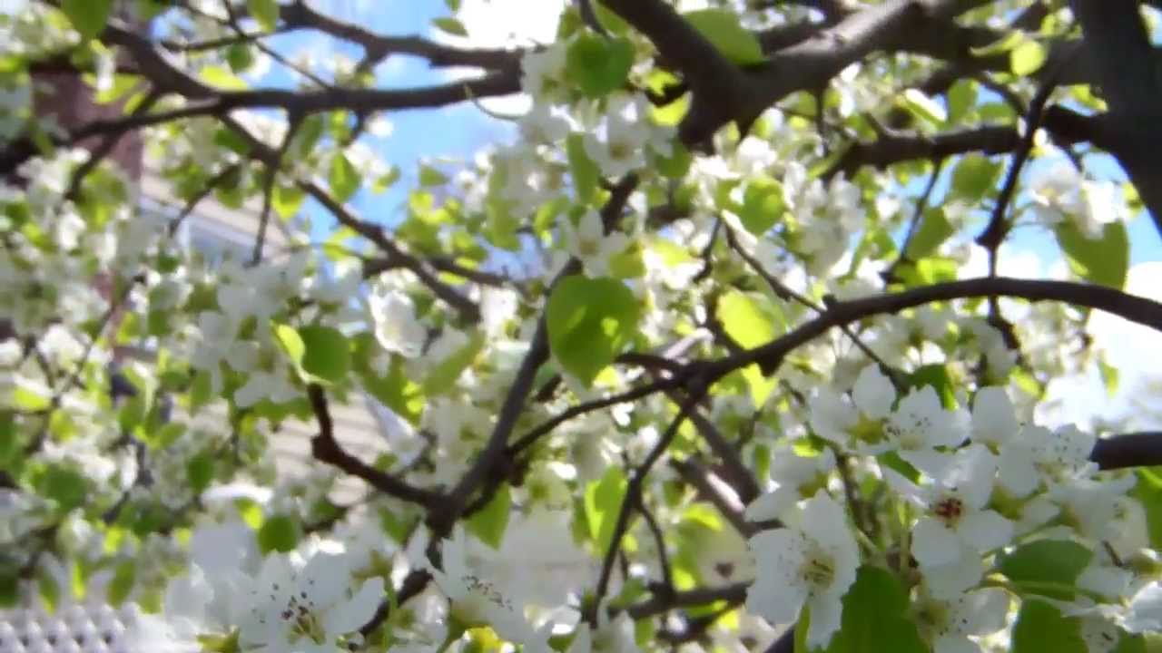 Easy To Grow Asian Pear Tree Mp4 - Youtube-3124