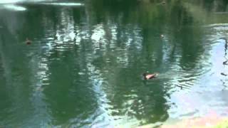 Ducks on Pond with Fountain_x264