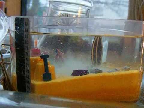 sea monkey hang 10