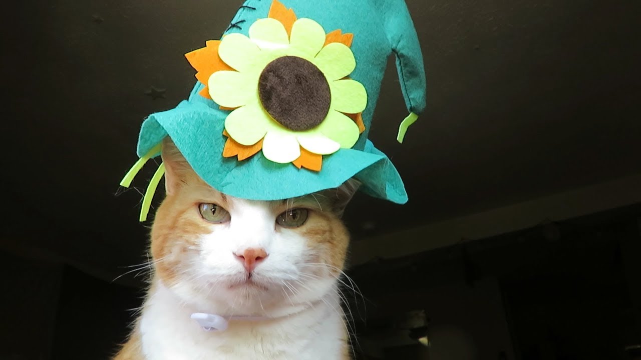 I Dressed My Cat As A Scarecrow - YouTube