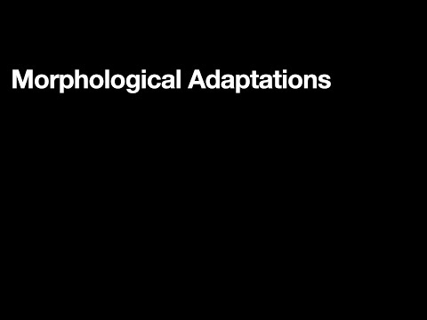 04 Morphological Adapations