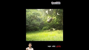 Con gà chưa kịp bay lên đã bị lão mèo rừng hạ gục