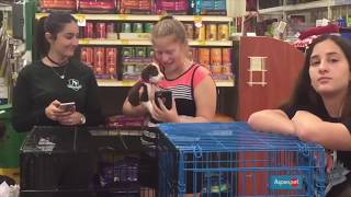 Community service with Miami Animal Rescue