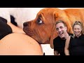 When Your Dogs Know You&#39;re Pregnant | Reaction