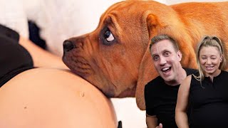 When Your Dogs Know You're Pregnant | Reaction