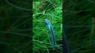 Bombastic Side Eye From Blue Stiphodon Goby?