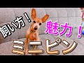 ミニチュアピンシャーの魅力！歴史・飼い方・注意点！保護犬として迎える方是非見てください！ All about miniature Pinscher