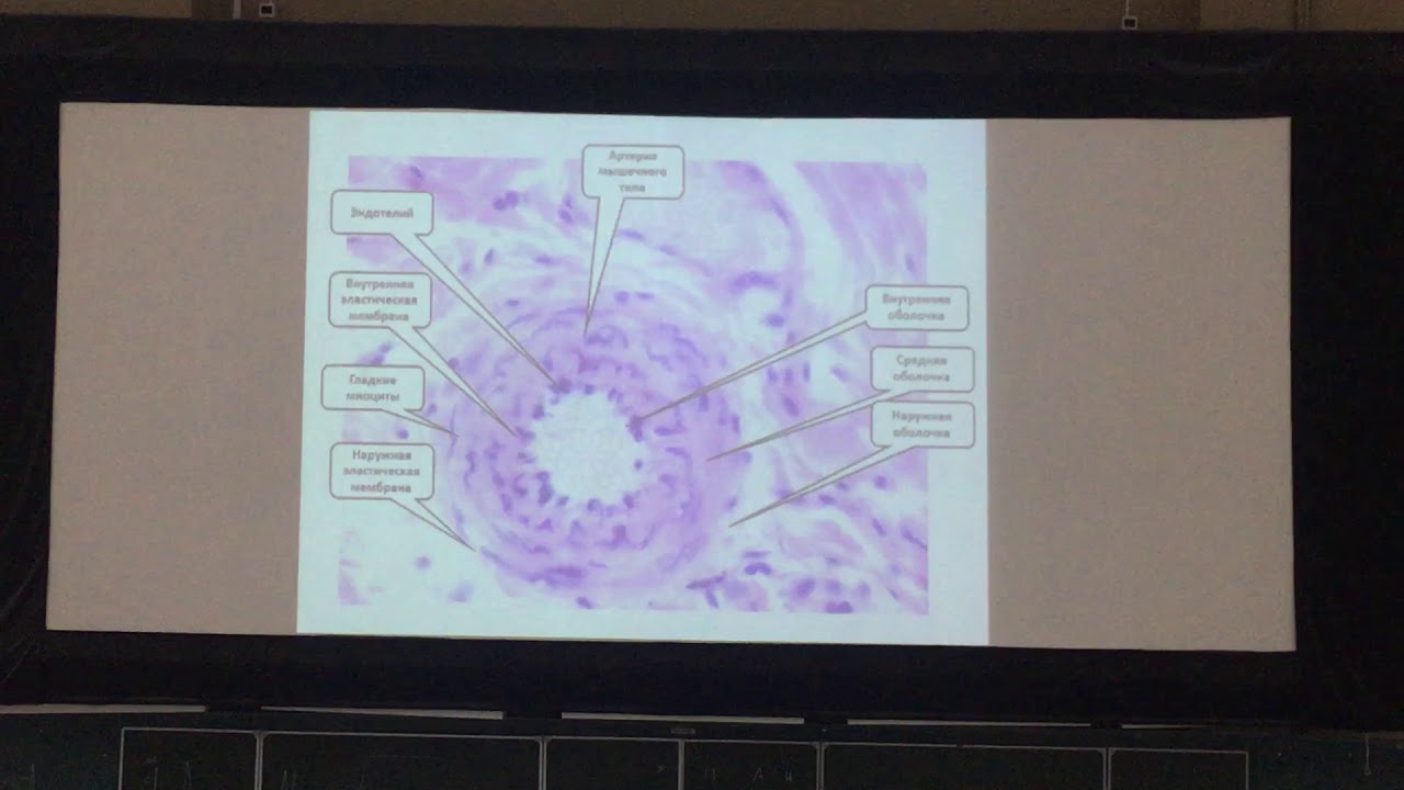 Консультация гистологии. Коллоквиум по гистологии. Гистология препараты с описанием. Консультация гистологии. Гистологический анализ.