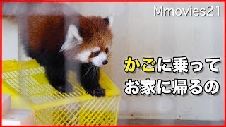ひとりでねんねレッサーパンダの赤ちゃん　かごに乗ってお家に帰ります