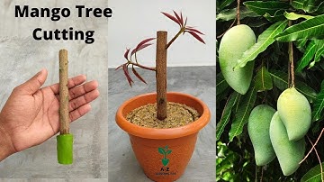 Smart Method l Mango Propagation from Cutting l Quick Budding No Fungus Experiment