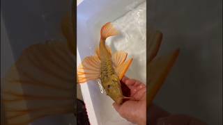 impresionante pleco luteus #trending #fish #viral #shorts