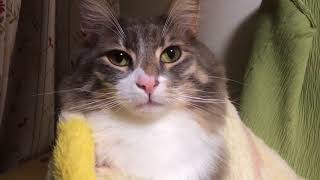 毛布に巻かれる猫 ノルウェージャンフォレストキャットcat is wrapped around a blanket.Norwegian Forest Cat.