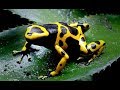 Species Spotlight Ep.1 - Bumblebee Dart Frog (Dendrobates leucomelas)