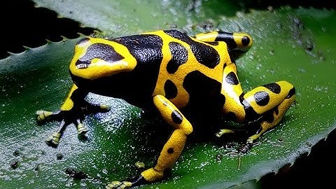 Species Spotlight Ep.1 - Bumblebee Dart Frog (Dendrobates leucomelas)