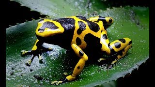 Species Spotlight Ep.1  Bumblebee Dart Frog (Dendrobates leucomelas)