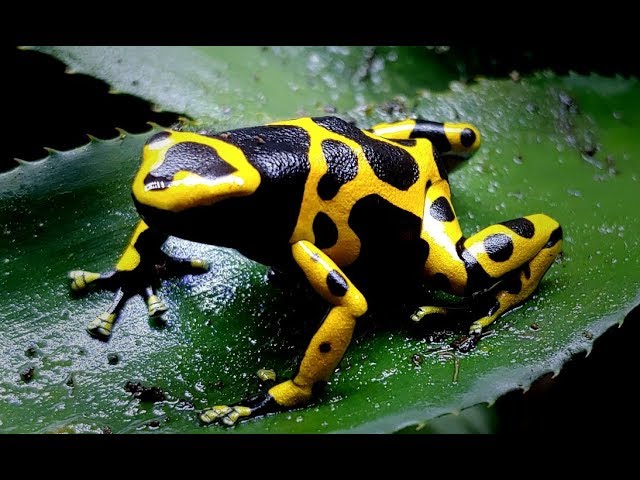 Kit Repashy pour dendrobates 