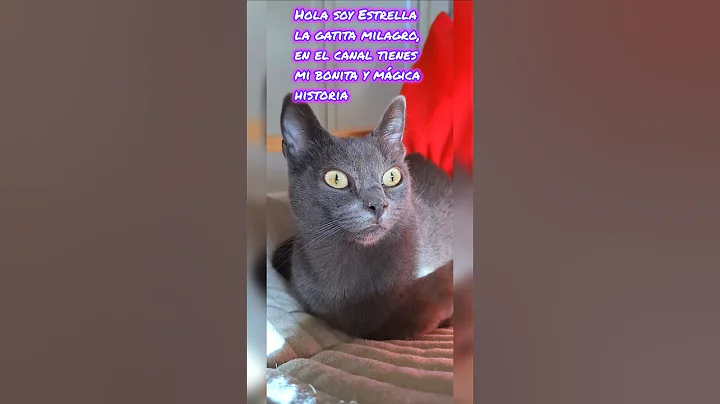 Watch the video about Desliza si soy feo #amor #cutecat #catshorts #hype #trend #kitten #korat #michis #gatos #cat