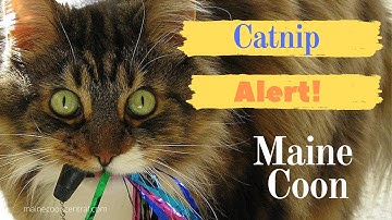 Do Maine Coons Like Catnip?