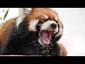あくびからのくしゅくしゅ!レッサーパンダのガオガオ - Red Panda rubbing his face after yawning