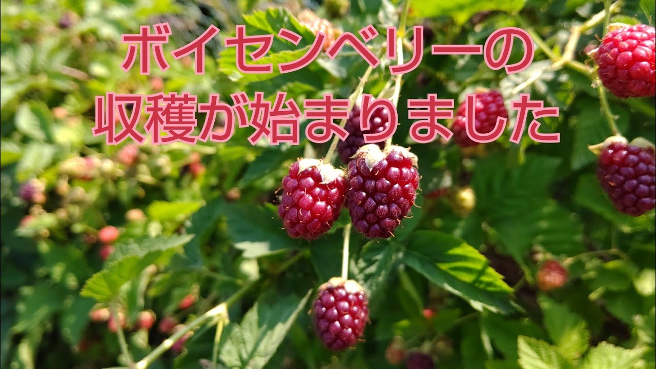 ボイセンベリーの収穫が始まりました Youtube