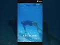 #dayboi #swimming #swimmin #swim #xuhuongyoutube #gáixinh #freediving #lan #dayboi #xuhuongtiktok