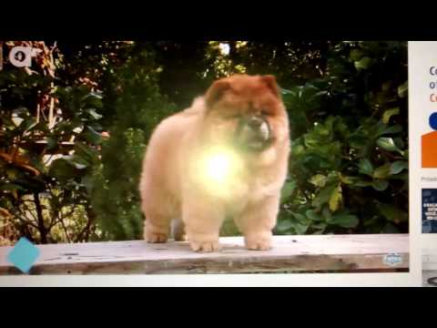 as-13-raças-de-cão-mais-perigosas-do-mundo-tem-o-pitbull-também
